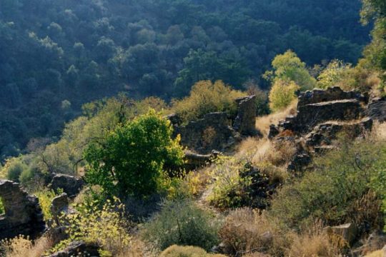 Ερείπια του Λαρδάτου, χωριού των μεταλλωρύχων, μέσα στην άγρια βλάστηση της κοιλάδας